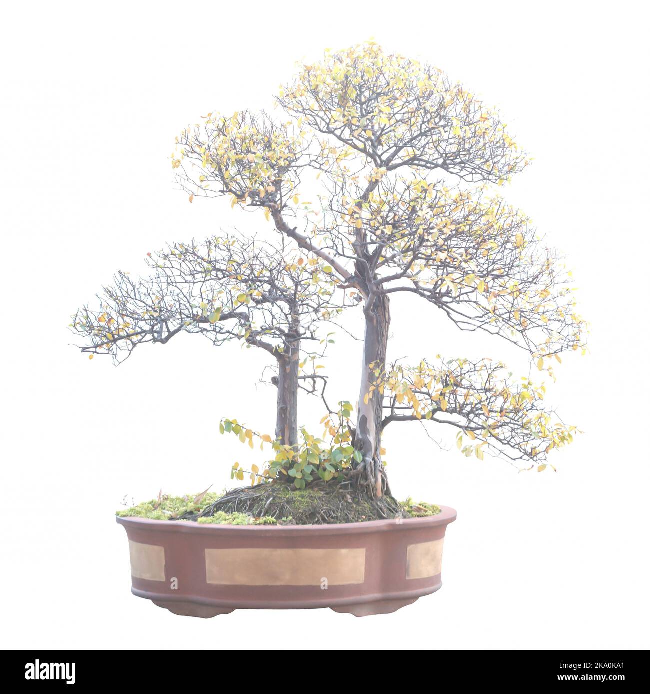 Ficus panda Bonsai Baum, Ficus retusa, isoliert auf weißem Stockfoto