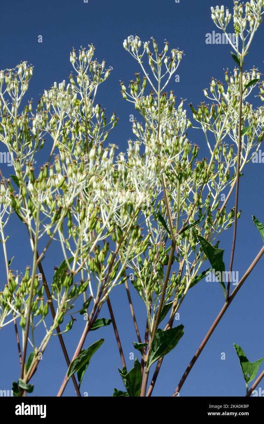 Blasse indische Wegerich, Arnoglossum, Blume, Cacalia, hohe Pflanzen, Wild, Blütenstand, Weiß, Firmament, Hintergrund Stockfoto