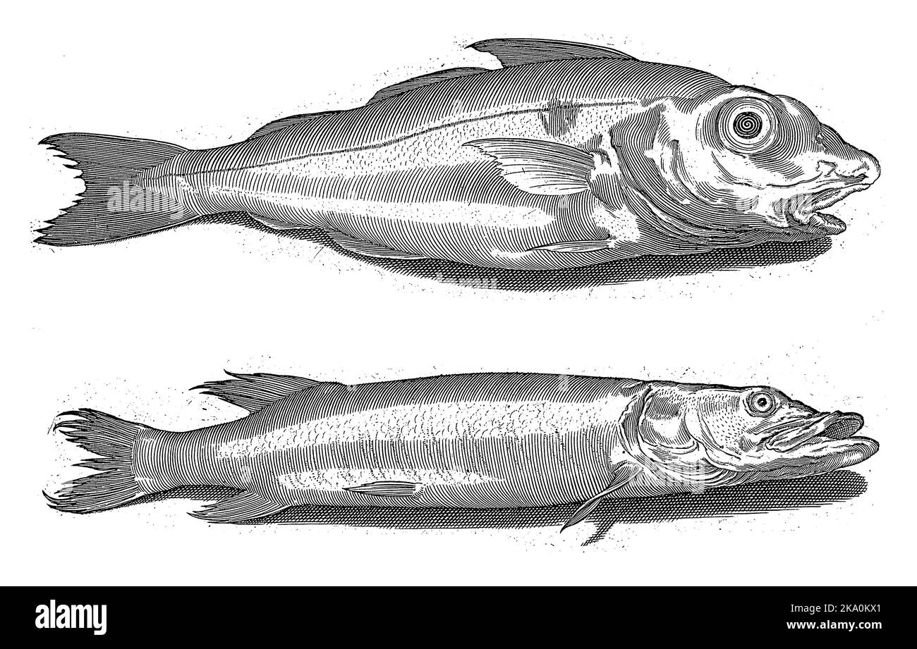 Schellfisch und Hecht, Inschriften identifizieren die Fische in Latein und Niederländisch Stockfoto