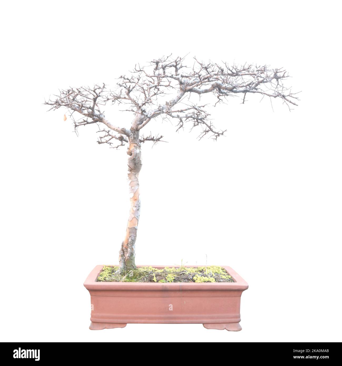 Ficus panda Bonsai Baum, Ficus retusa, isoliert auf weißem Stockfoto