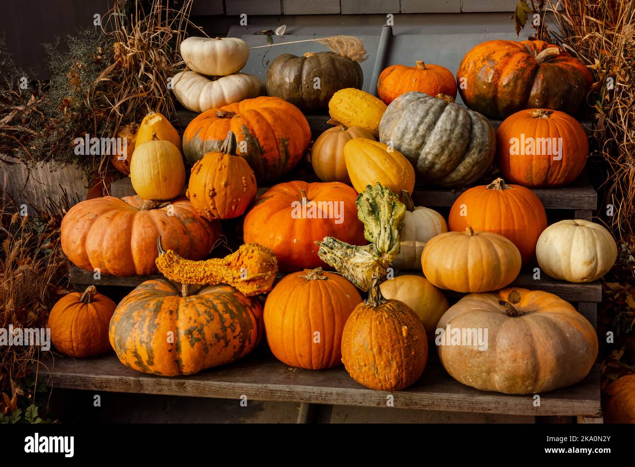 Ein Haufen Kürbisse. Stapel von verschieden farbigen und geformten Kürbissen. Stockfoto