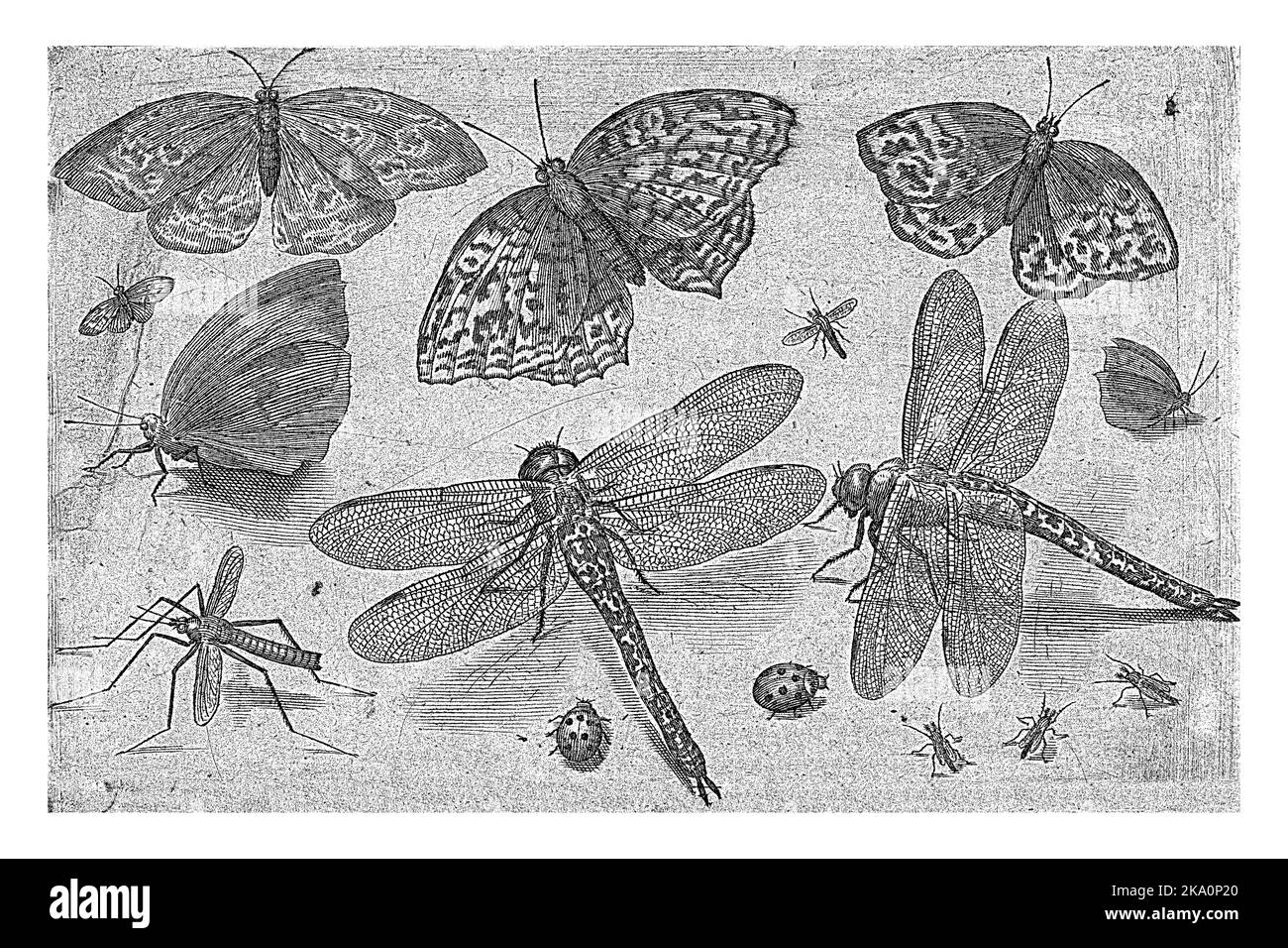 Schmetterlinge und Schmetterlinge, Nicolaes de Bruyn, 1594, vintage graviert. Stockfoto