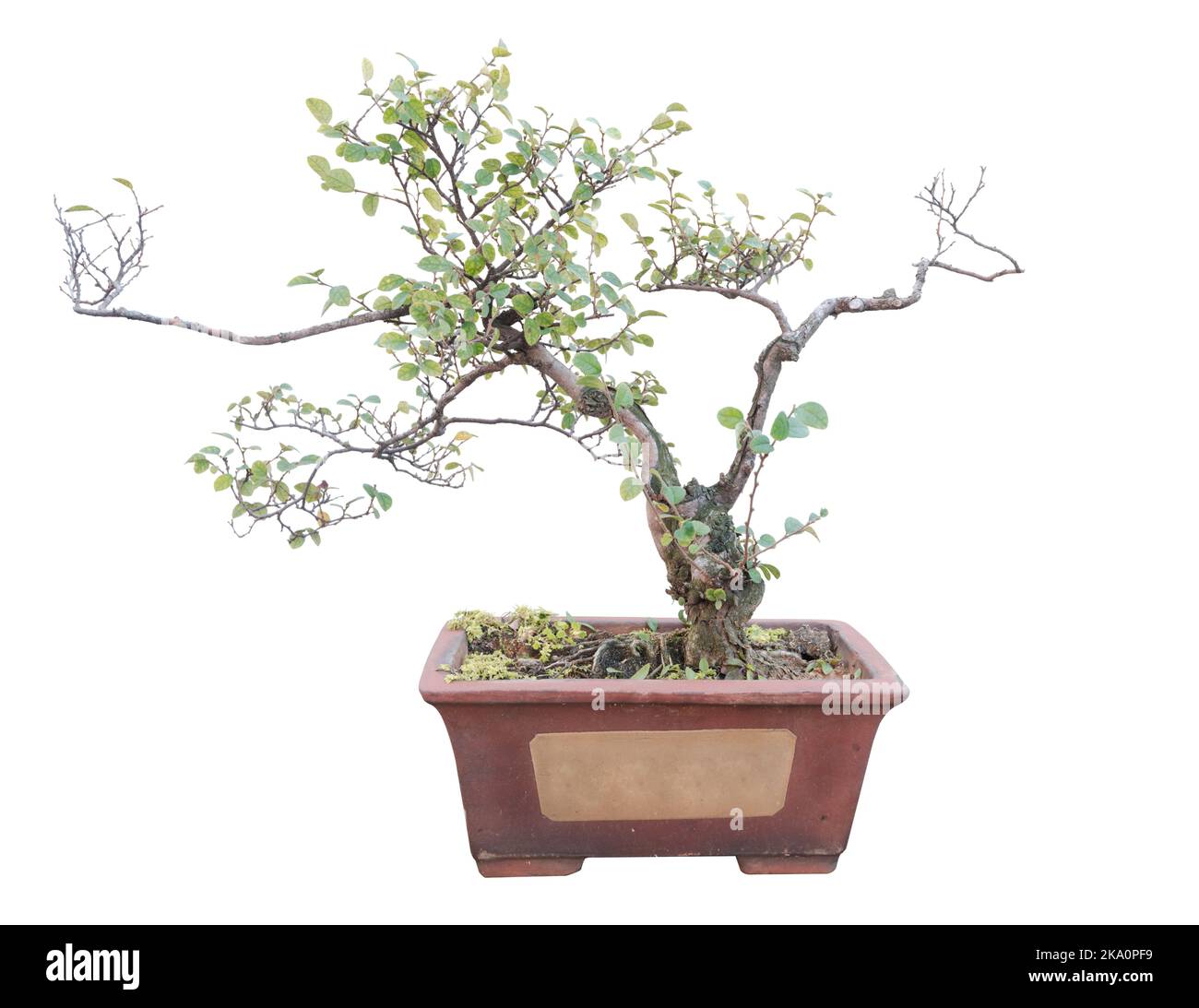 Ficus panda Bonsai Baum, Ficus retusa, isoliert auf weißem Stockfoto