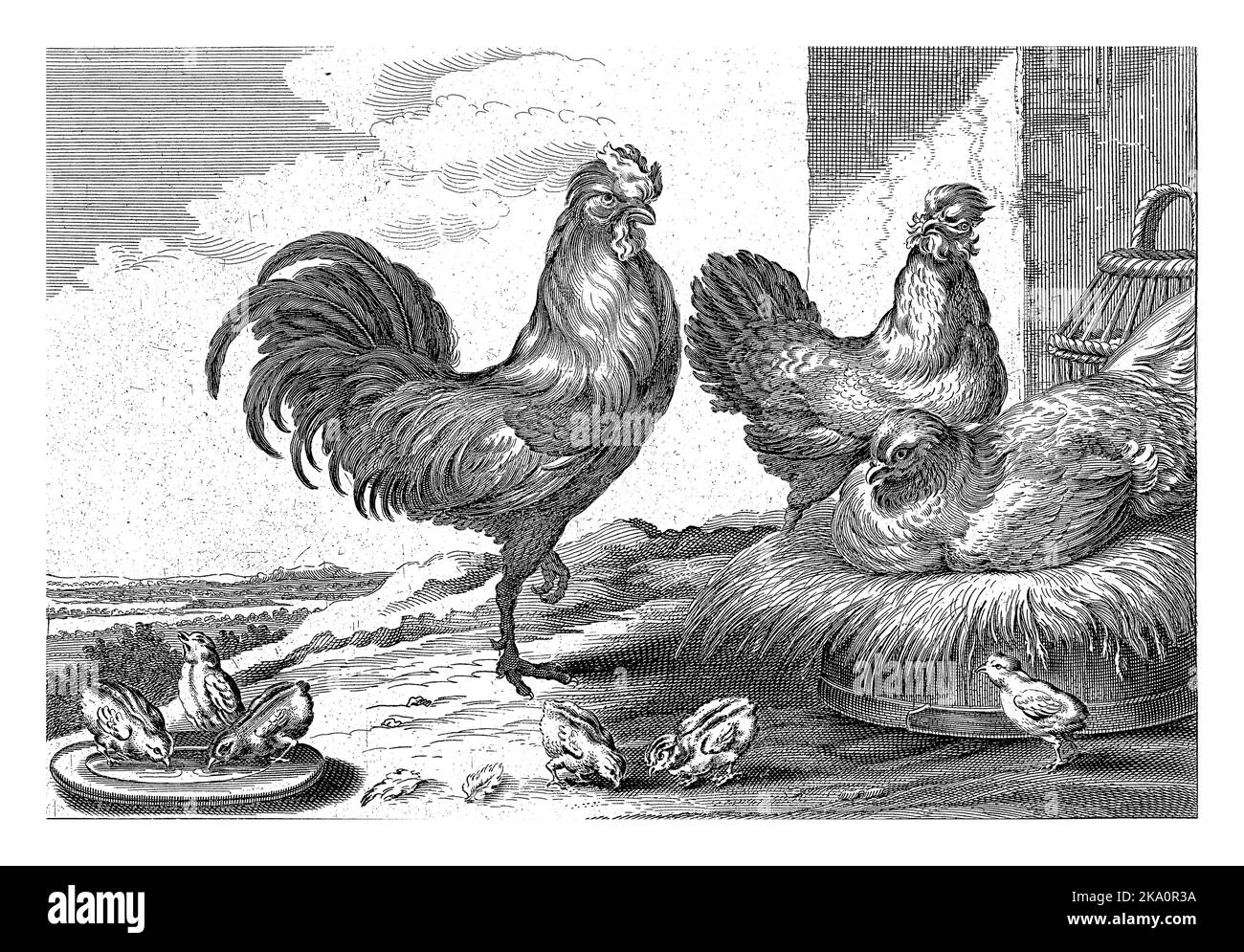 Eine brütende Henne, umgeben von zwei Hähnchen, gehen Küken im Vordergrund. Stockfoto