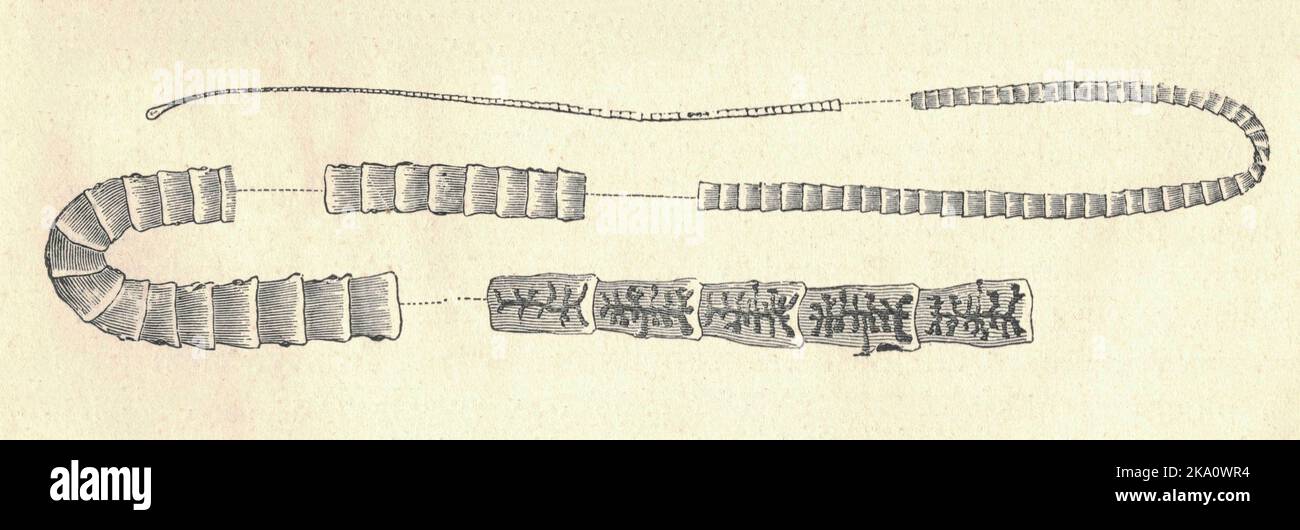 Antike gravierte Illustration des Bandwurms. Vintage-Illustration der cestoda. Altes graviertes Bild. Buchillustration veröffentlicht 1907. Cestoda ist eine Klasse parasitärer Würmer im Plattwurm-Stamm (Platyhelminthes). Die meisten Arten – und die bekannteste – sind die der Unterklasse Eucestoda; sie sind bandähnliche Würmer wie Erwachsene, die als Bandwürmer bekannt sind. Ihre Körper bestehen aus vielen ähnlichen Einheiten, die als Proglottide bekannt sind – im Wesentlichen aus Eizellen, die regelmäßig in die Umwelt ausgeschüttet werden, um andere Organismen zu infizieren. Arten der anderen Unterklasse, Cestodaria, sind hauptsächlich Fische, die Parasiten infizieren. Stockfoto