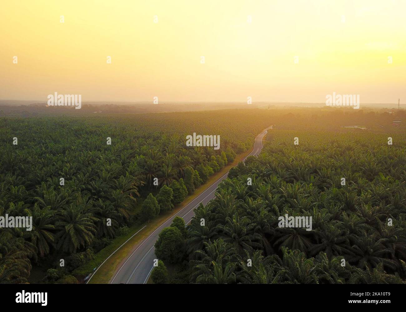 Luftaufnahme der grünen Palmenplantage bei Sonnenaufgang Stockfoto