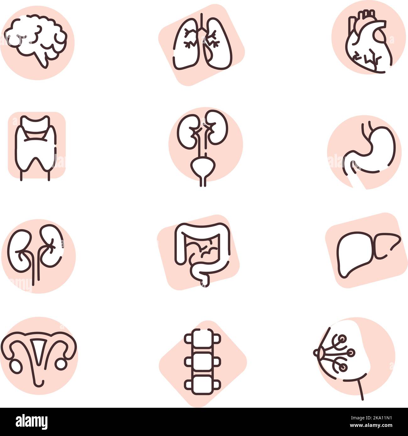 Menschliche Organe, Illustration oder Symbol, Vektor auf weißem