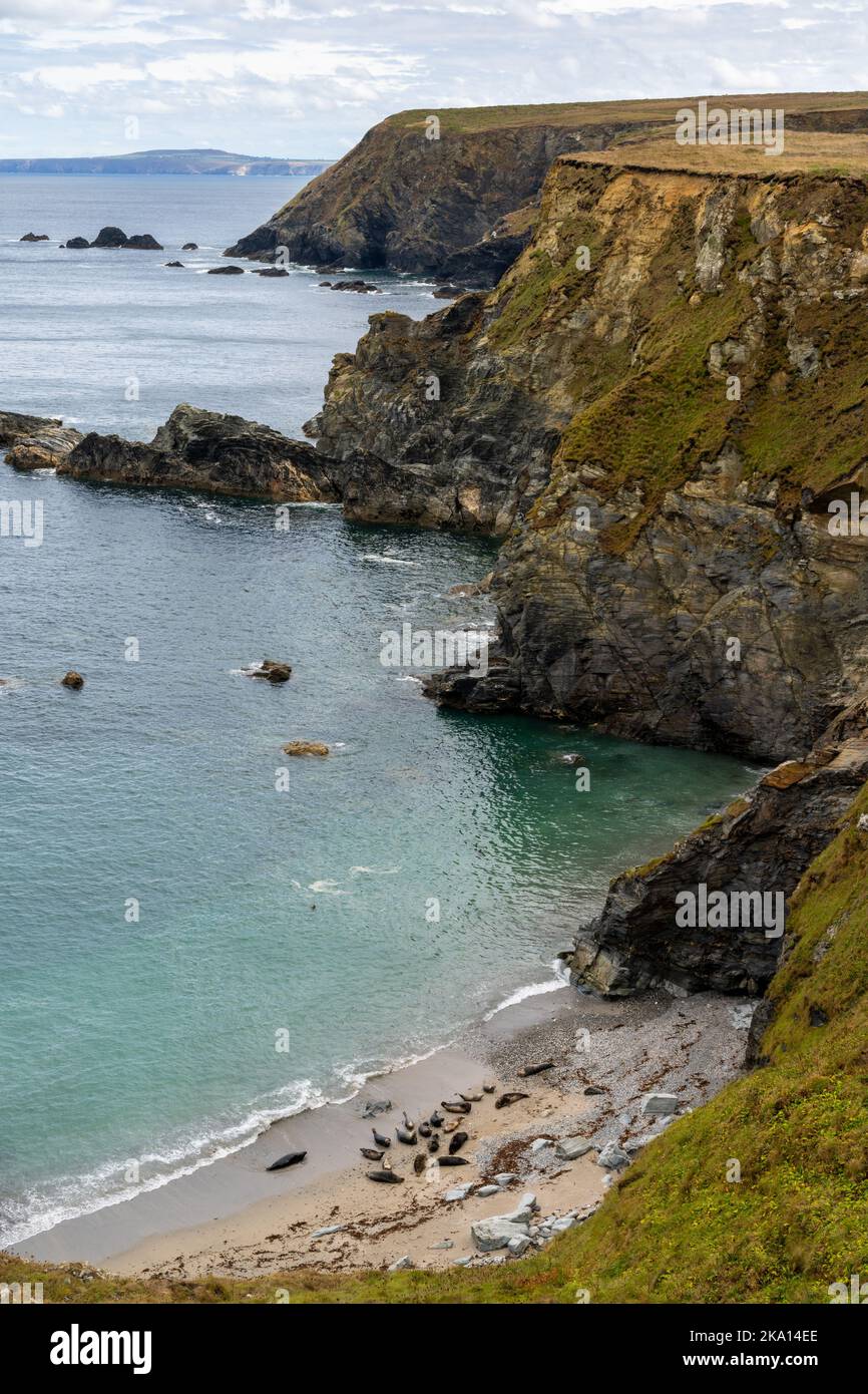 Ein kleiner Strand und eine Bucht mit Robben, eingebettet in die Klippen der St. Ives Bay Küste Stockfoto