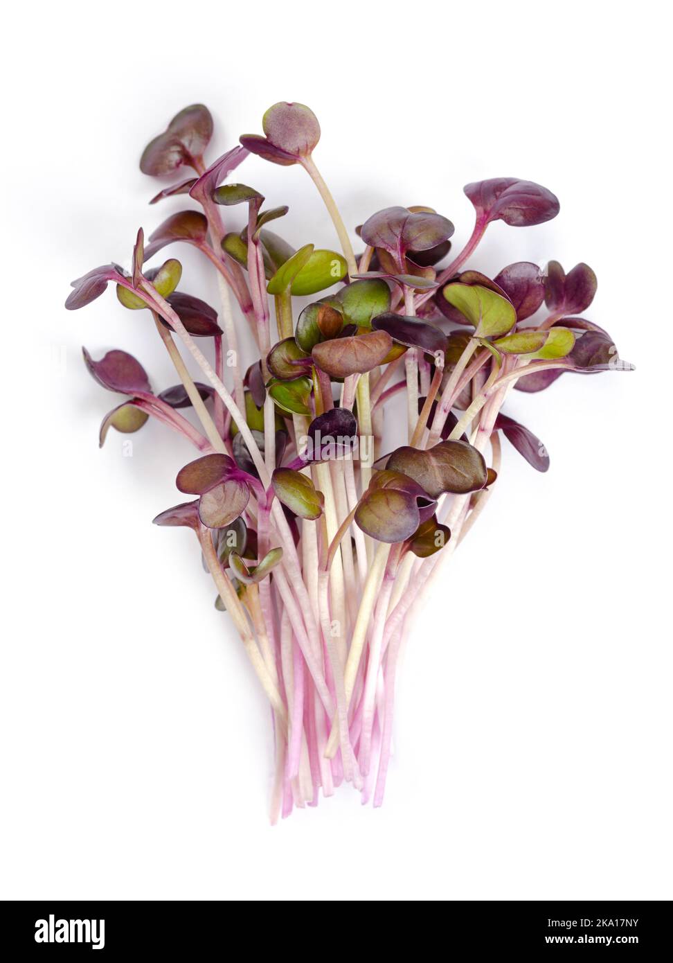 Ein Haufen roter Rettich-Mikrokrüne. Verzehrfertige Sämlinge, Triebe und Jungpflanzen der Sorte Raphanus sativus, einem essbaren Wurzelgemüse. Stockfoto