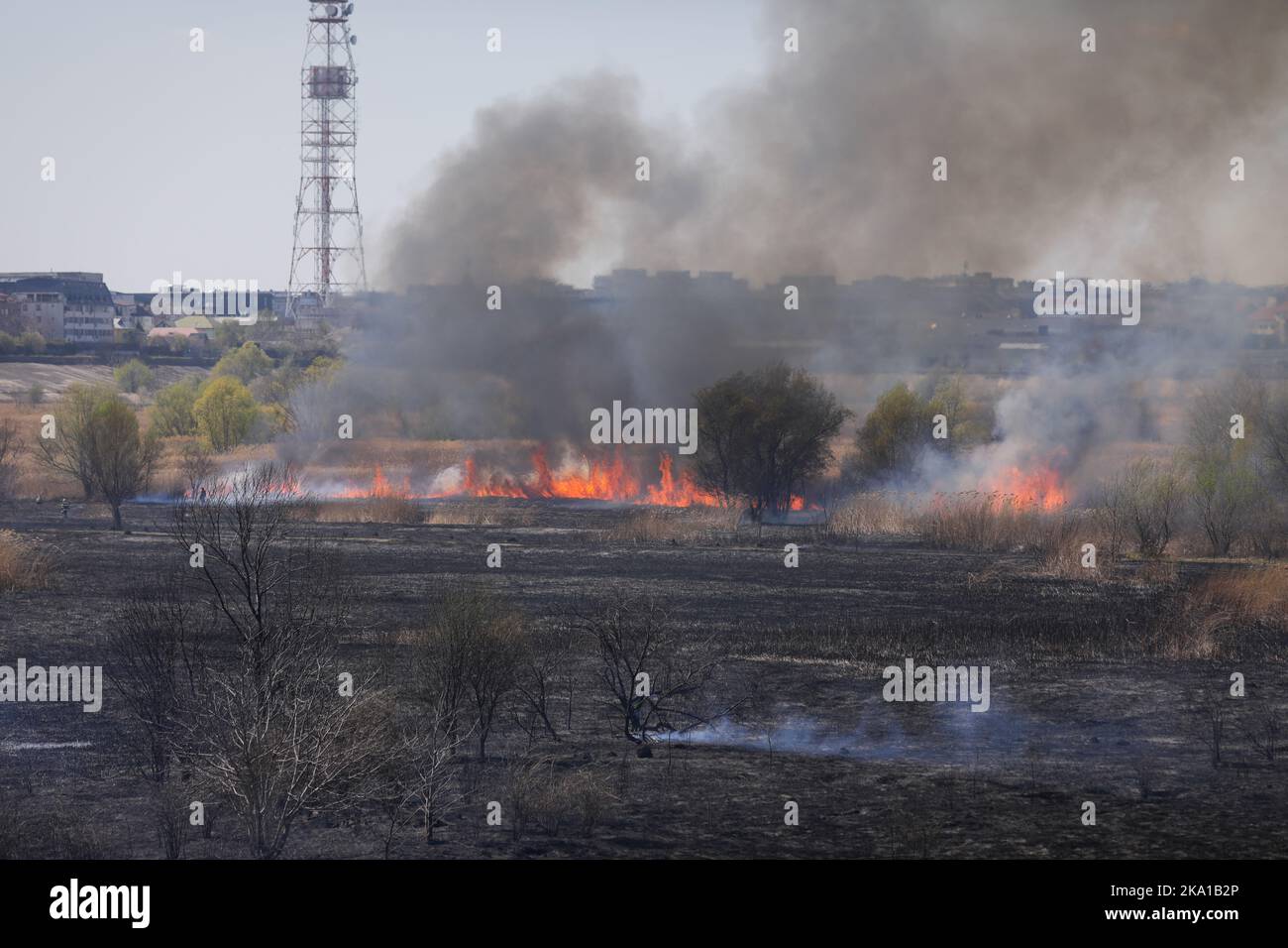 Bukarest, Rumänien - 5. April 2022: Wildfeuer der Vegetation im Vacaresti Park Natur Reservierung Stockfoto