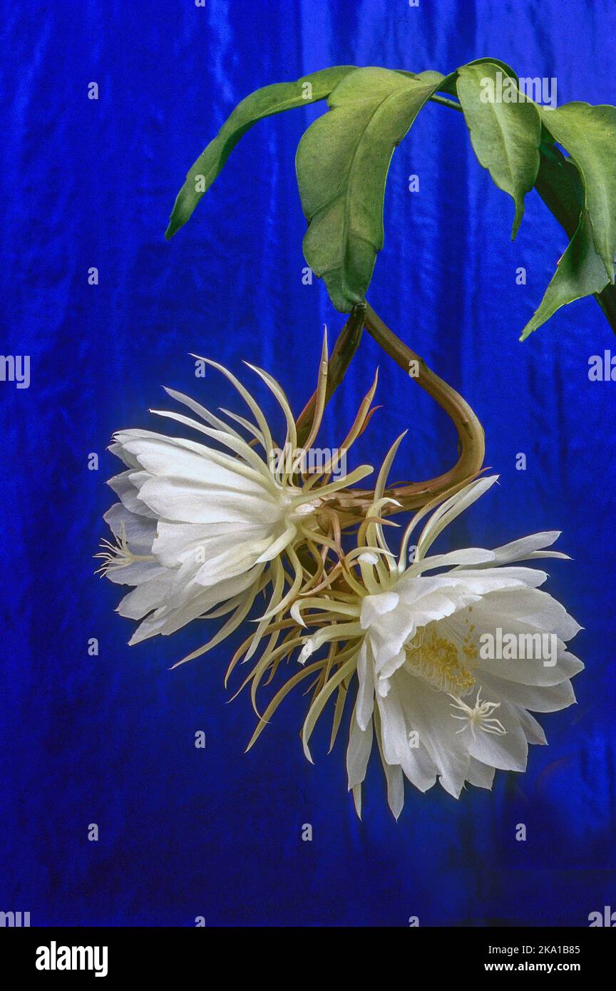 Zwei weiße Blüten epiphyllum oxypetallum Stockfoto