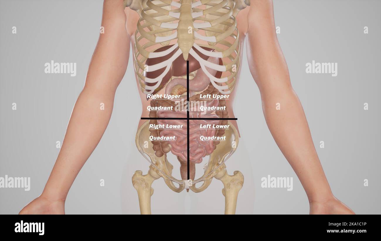 Abdominal-Regionen Stockfoto