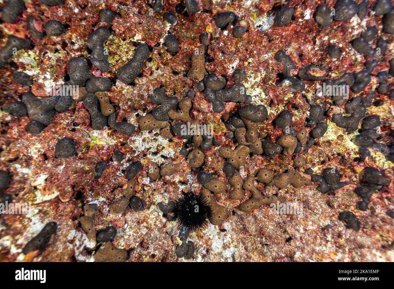 Nierenschwämme, Chondrosia reniformis, Gokova Bay Türkei Stockfoto