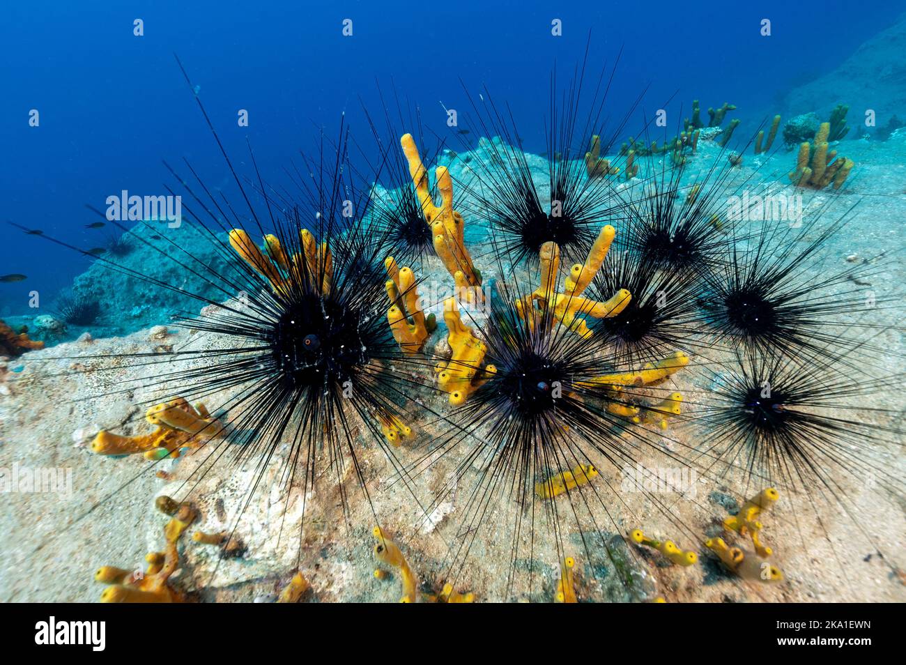 Invasive Seeigel mit langer Wirbelsäule, Diadema setosum, in der Gokova Bay Marine Protected Area Türkei Stockfoto