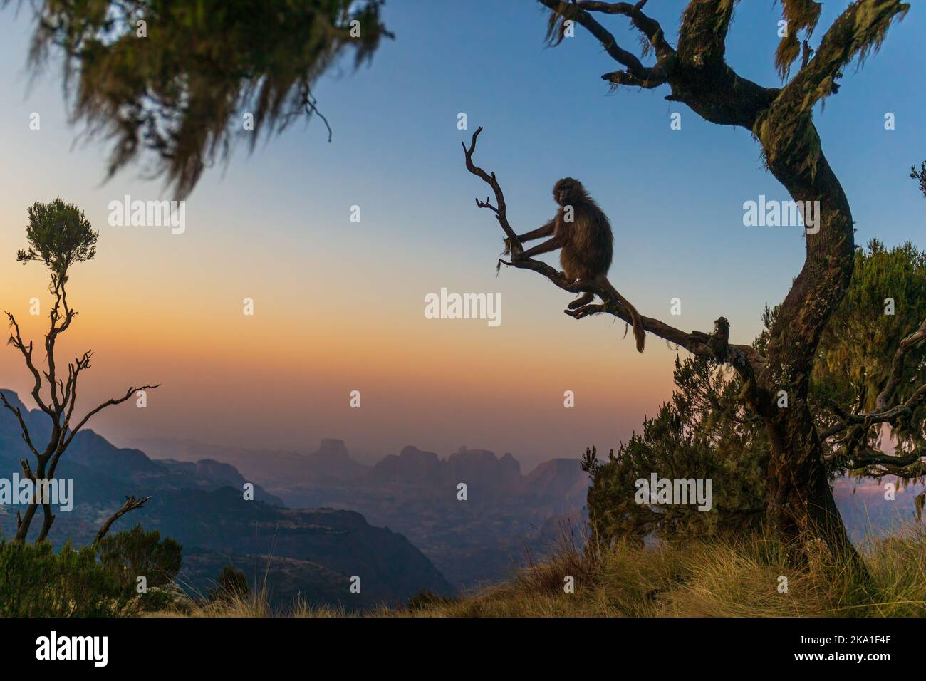 Ein Gelada-Pavian auf einem Baum, der den Sonnenuntergang in den Simian-Bergen in Äthiopien beobachtet Stockfoto