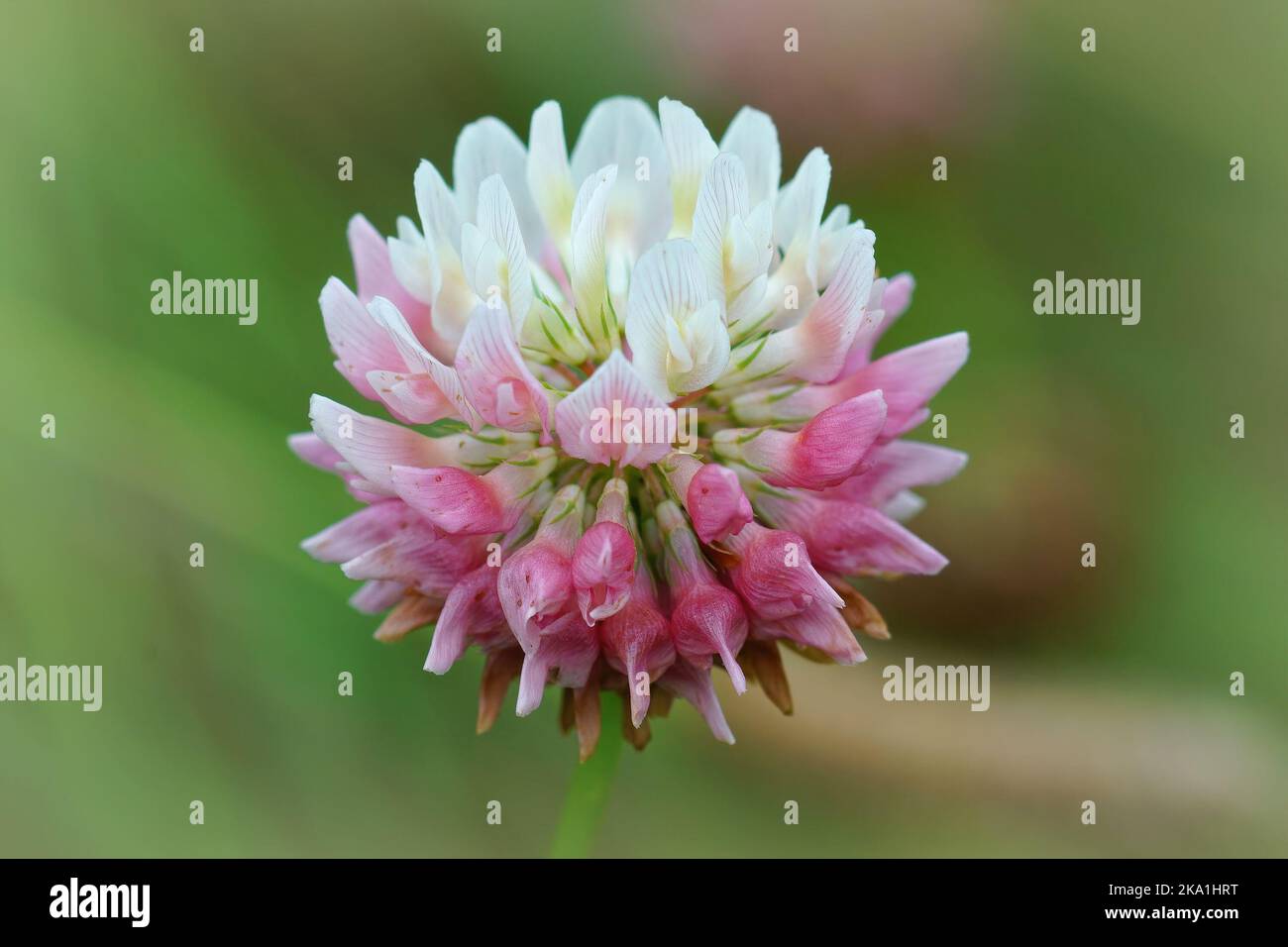 Detailreiche Nahaufnahme eines farbenprächtigen rosa-weißen Blütenkopfes des Alsike-Klees, Trifolium-Hybridum Stockfoto