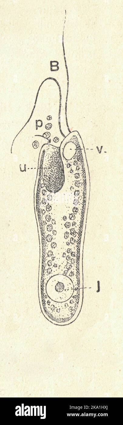 Antike gravierte Illustration einer Flagellate. Vintage-Illustration einer Flagellate. Altes Bild. Buchillustration veröffentlicht 1907. Eine Flagellate ist eine Zelle oder ein Organismus mit einem oder mehreren peitschenartigen Anhängern, die Flagella genannt werden. Das Wort flagellate beschreibt auch eine bestimmte Konstruktion (oder Organisationsebene), die für viele Prokaryoten und Eukaryoten und ihre Bewegungsmittel charakteristisch ist. Der Begriff impliziert derzeit keine spezifische Beziehung oder Klassifizierung der Organismen, die Flagellen besitzen. Der Begriff Flagellat ist jedoch in anderen Begriffen enthalten (z. B. „Inoflagellat“ und „Choano“ Stockfoto