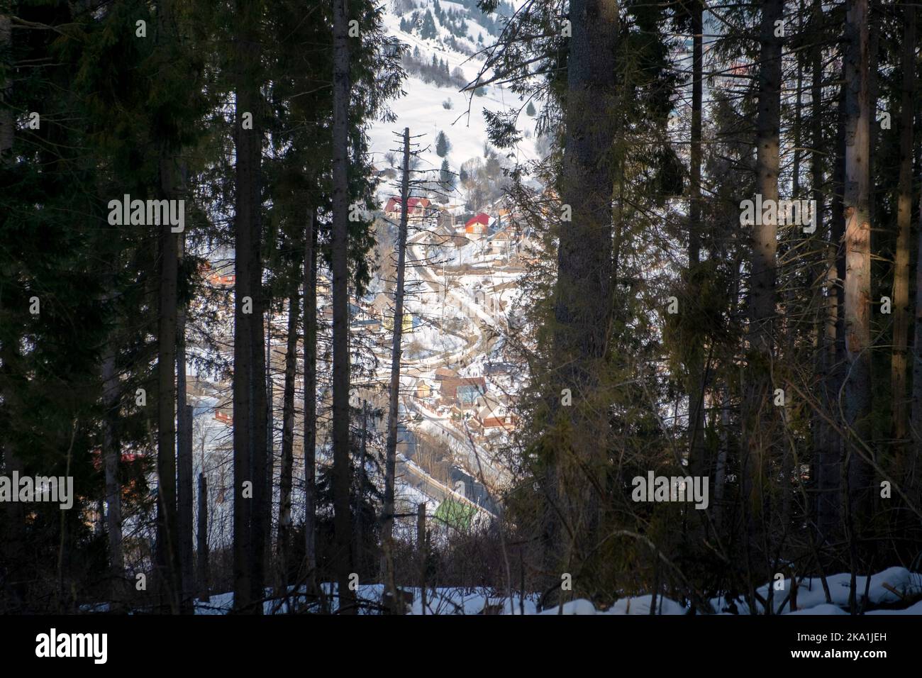 Blick auf ein kleines Dorf in den zentralen Bergen der Karpaten, Ukraine am sonnigen Wintertag durch die Zweige der Nadelbäume gesehen. Download Stockfoto