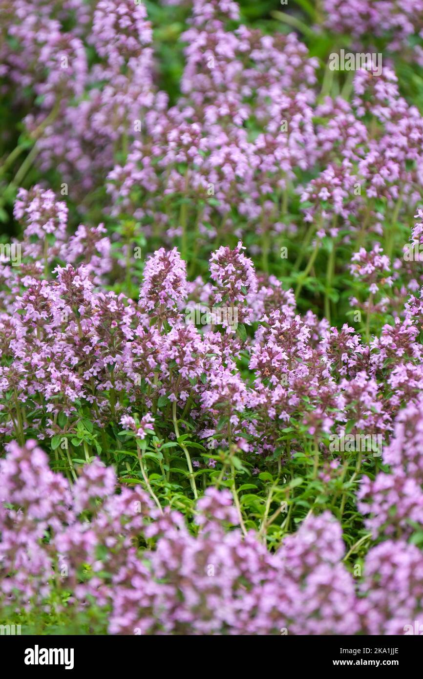 Thymus serpyllum, Breckland-Thymian, Breckland-Thymian, Thymian, kriechender Thymian, elfin-Thymian Stockfoto