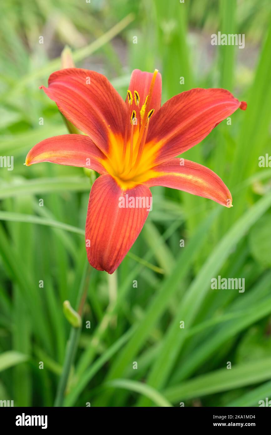 Hemerocallis fulva, gemeine orangene Taglilie, Evenfaden, Feuerlilie, Fulvous taglilie, Tawny Taglilie, Tigerlilie. Trompetenförmige, tinnig-orange Blüten Stockfoto