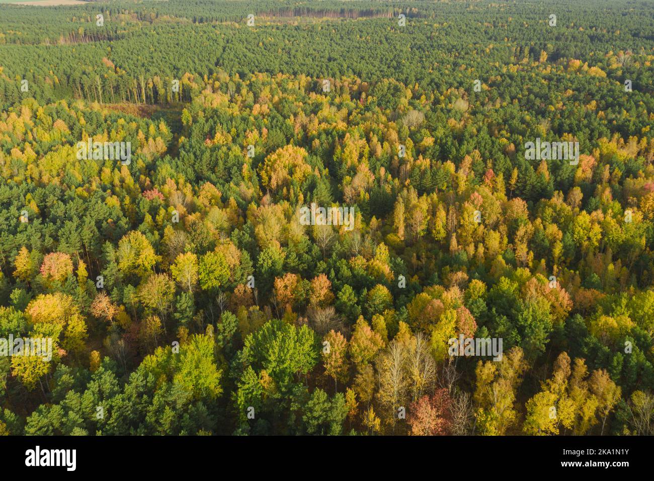 Eine riesige Ebene, die von einem gemischten, Nadelwald bedeckt ist. Es ist Herbst, die Nadeln sind grün, die Blätter gelb und braun. Stockfoto