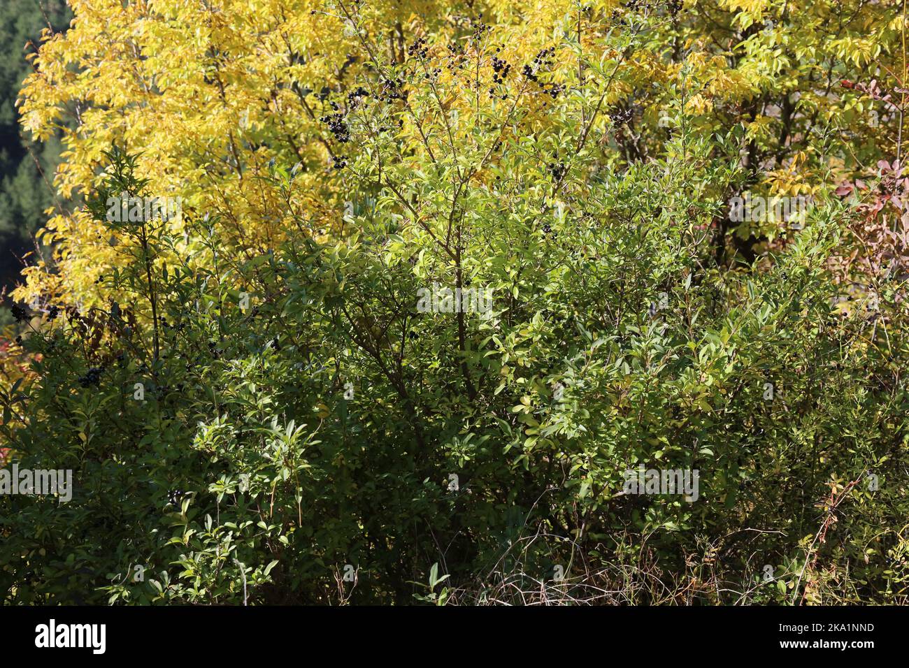 Ligustrum vulgare, Gemeine Schwertlilze, Oleaceae. Eine wilde Pflanze schoss im Herbst. Stockfoto
