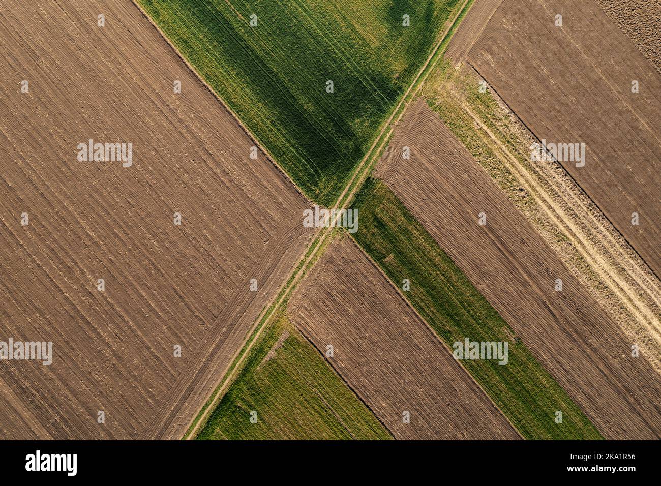 Draufsicht auf Weizengrasfeld von Drohne pov als abstrakter landwirtschaftlicher Hintergrund Stockfoto