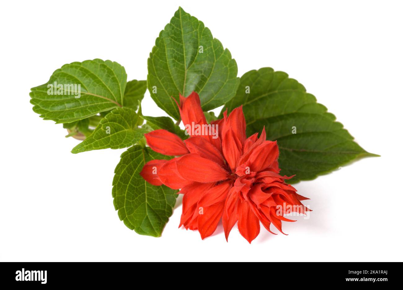 Salvia splendens Blumen isoliert auf weißem Hintergrund Stockfoto