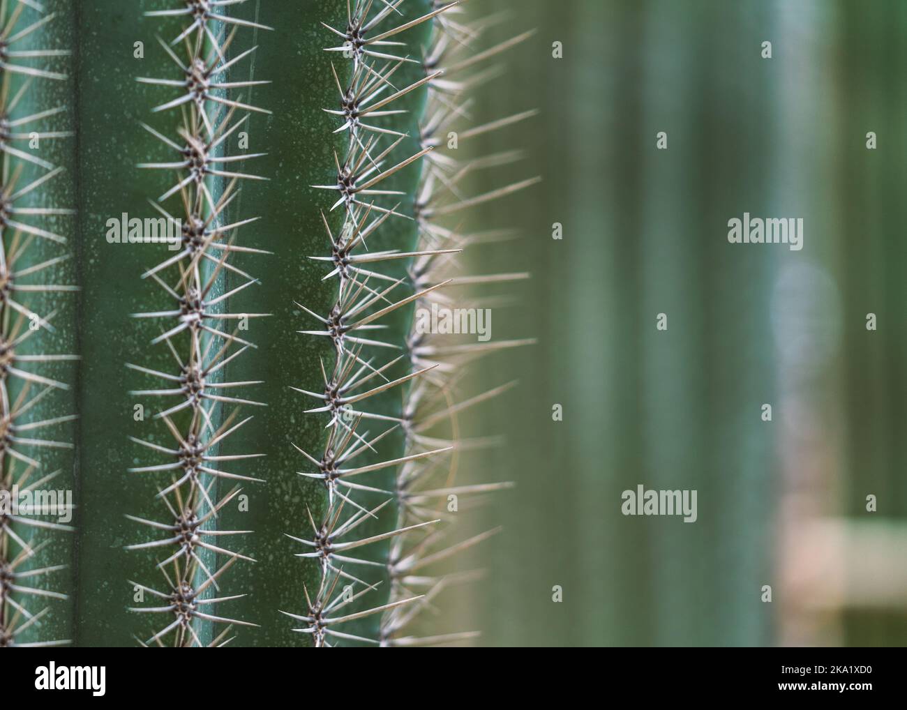 Makro die Reihe scharfer Dornen aus Columnar Kaktus in einem Garten, Tageslichtbild, ausgewählter Fokus, leerer Platz für Kopie und Design, ausgewählter Fokus. Stockfoto