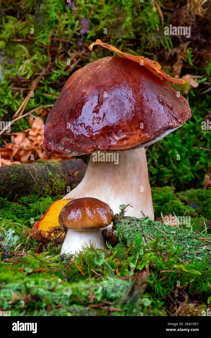 Bolétus edúlis. Boletus im Wald. Steinpilze in grünem Moos aus nächster Nähe Stockfoto