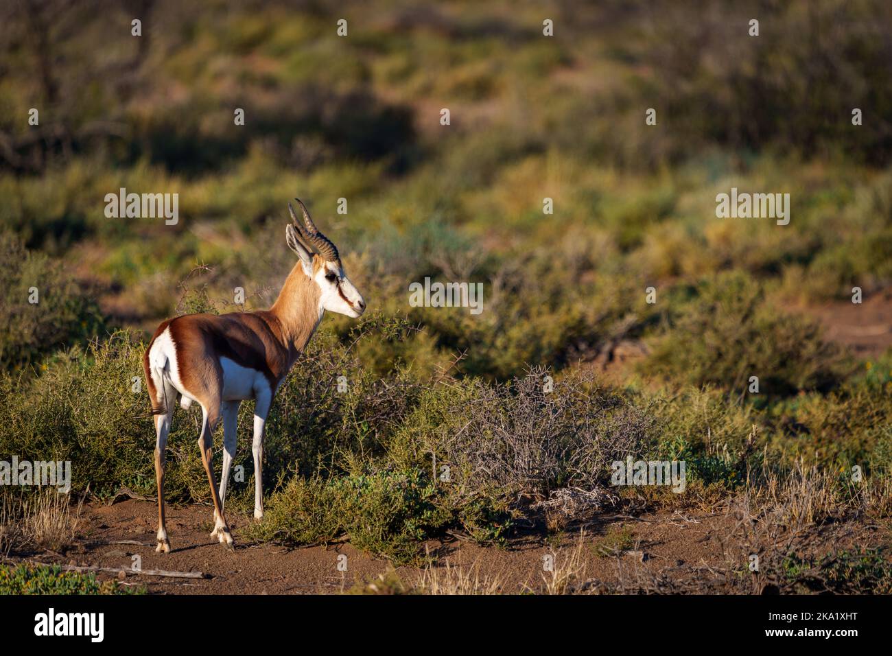 Springbok (Antidorcas marsupialis). Karoo National Park, Beaufort West, Western Cape, Südafrika Stockfoto