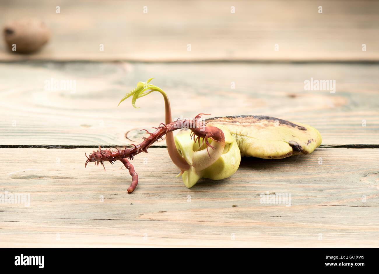 Wurzel und Sprossen mit ersten Blättern aus einem Mangosamen. Vor der Pflanzung im Boden gekeimt Mangosamen. Pflanzen zu Hause anbauen. Stockfoto