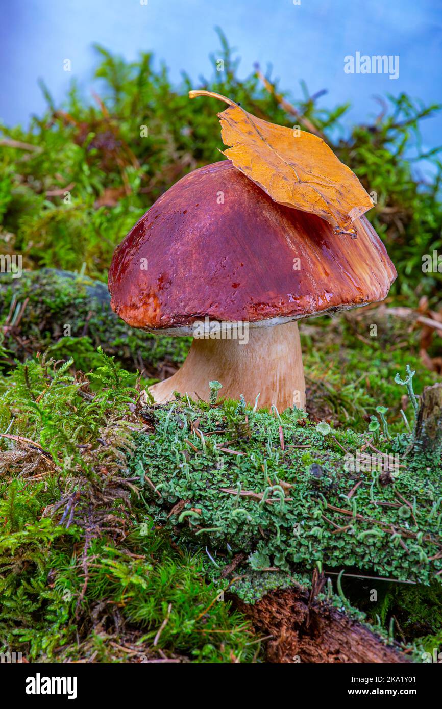 Bolétus edúlis. Boletus im Wald. Weißer Pilz in grünem Moos aus nächster Nähe Stockfoto