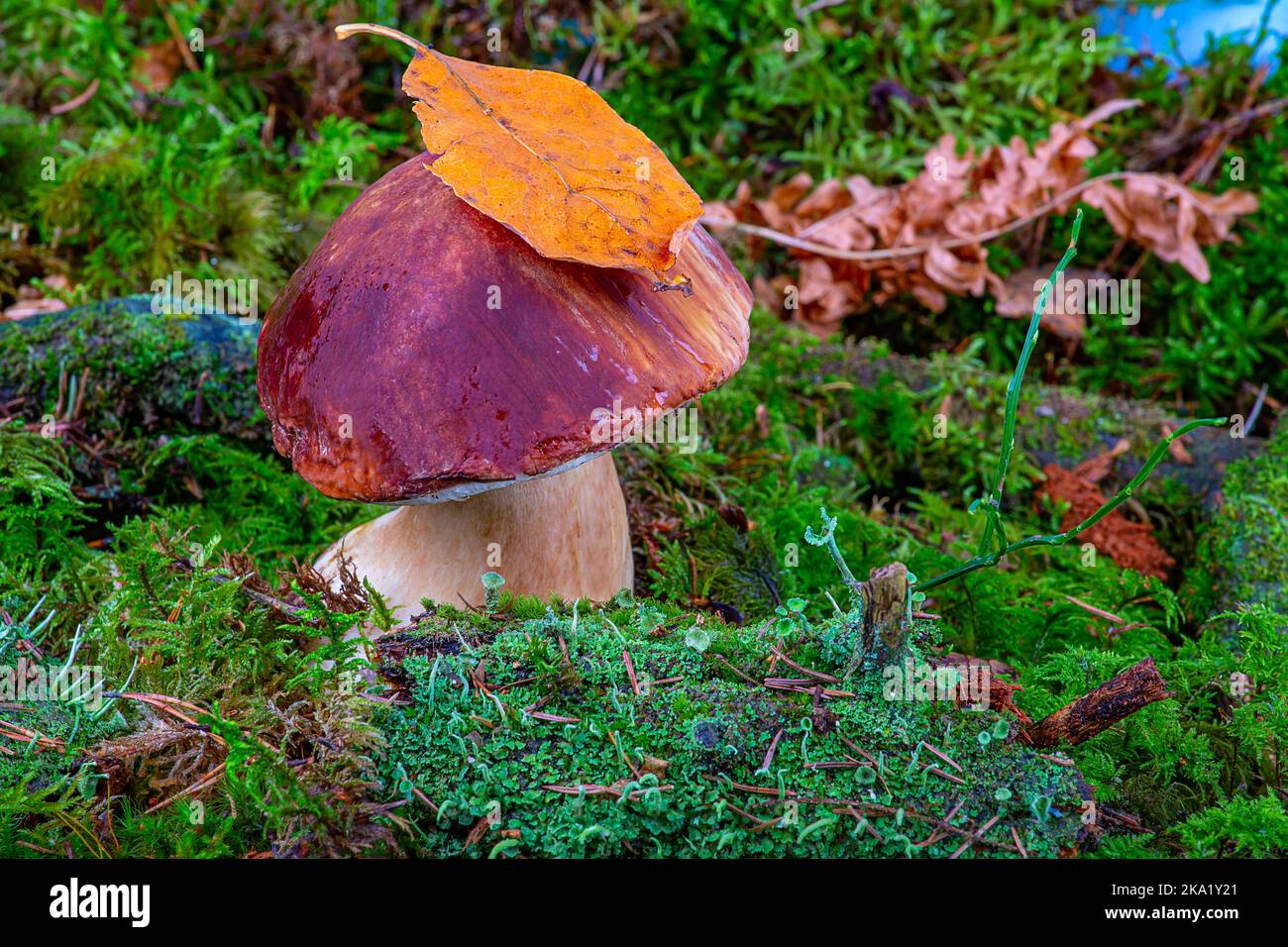 Bolétus edúlis. Boletus im Wald. Weißer Pilz in grünem Moos aus nächster Nähe Stockfoto