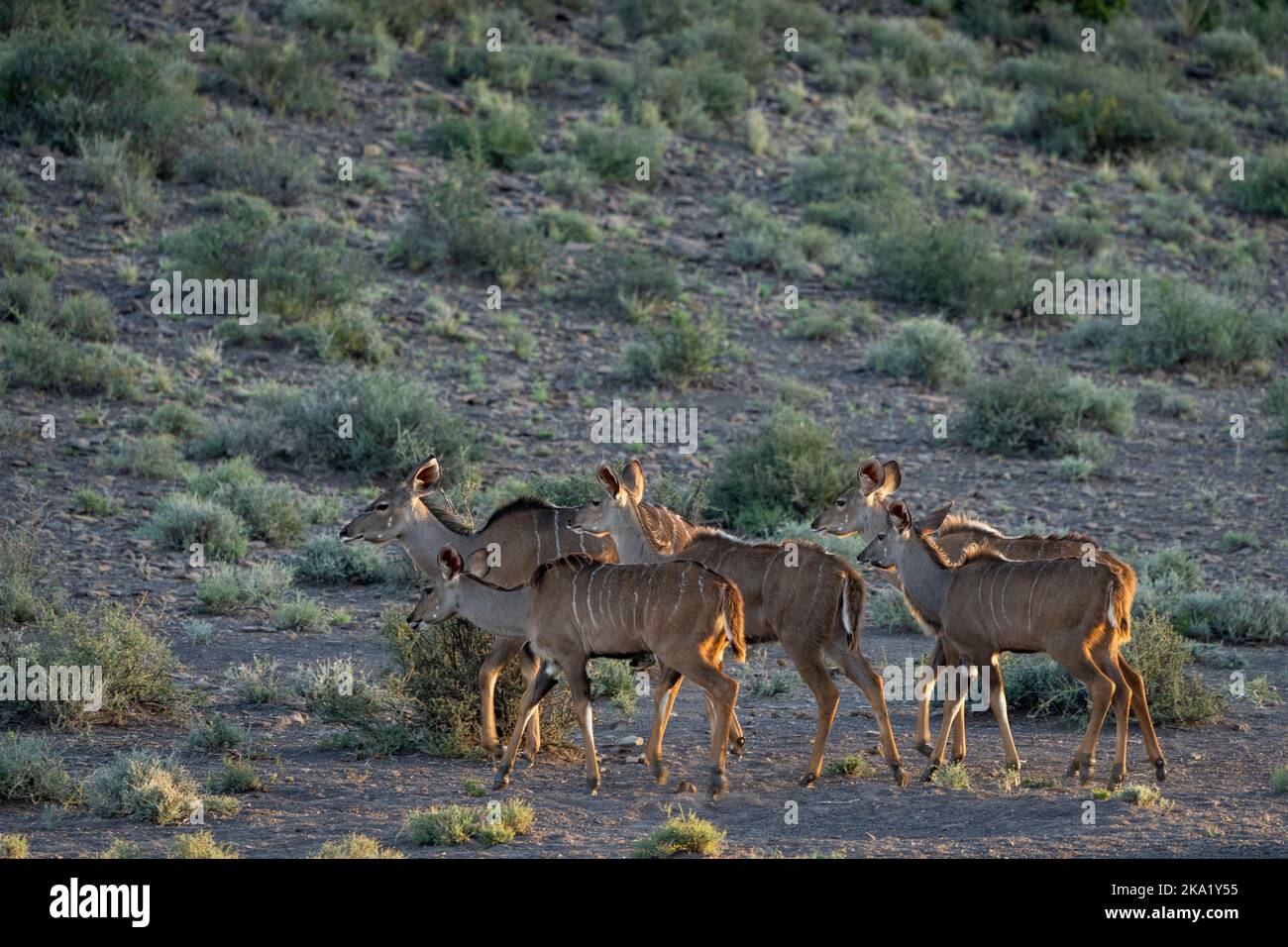 Große Kudu- oder Kudoo-Herde (Tragelaphus strepsiceros). Karoo Beaufort West, Westkap, Südafrika Stockfoto