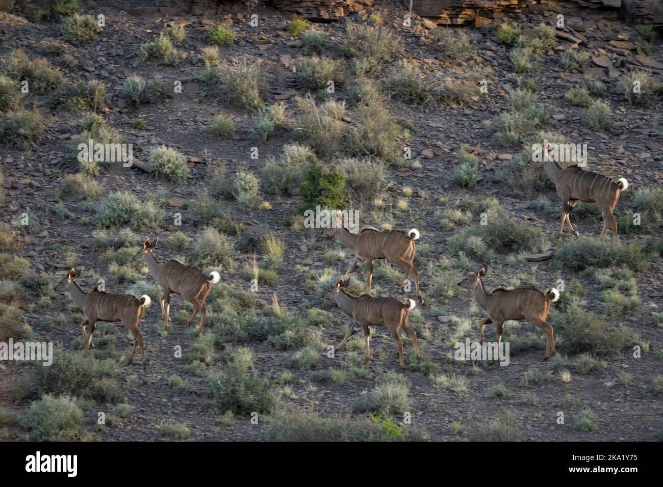 Große Kudu- oder Kudoo-Herde (Tragelaphus strepsiceros). Karoo Beaufort West, Westkap, Südafrika Stockfoto