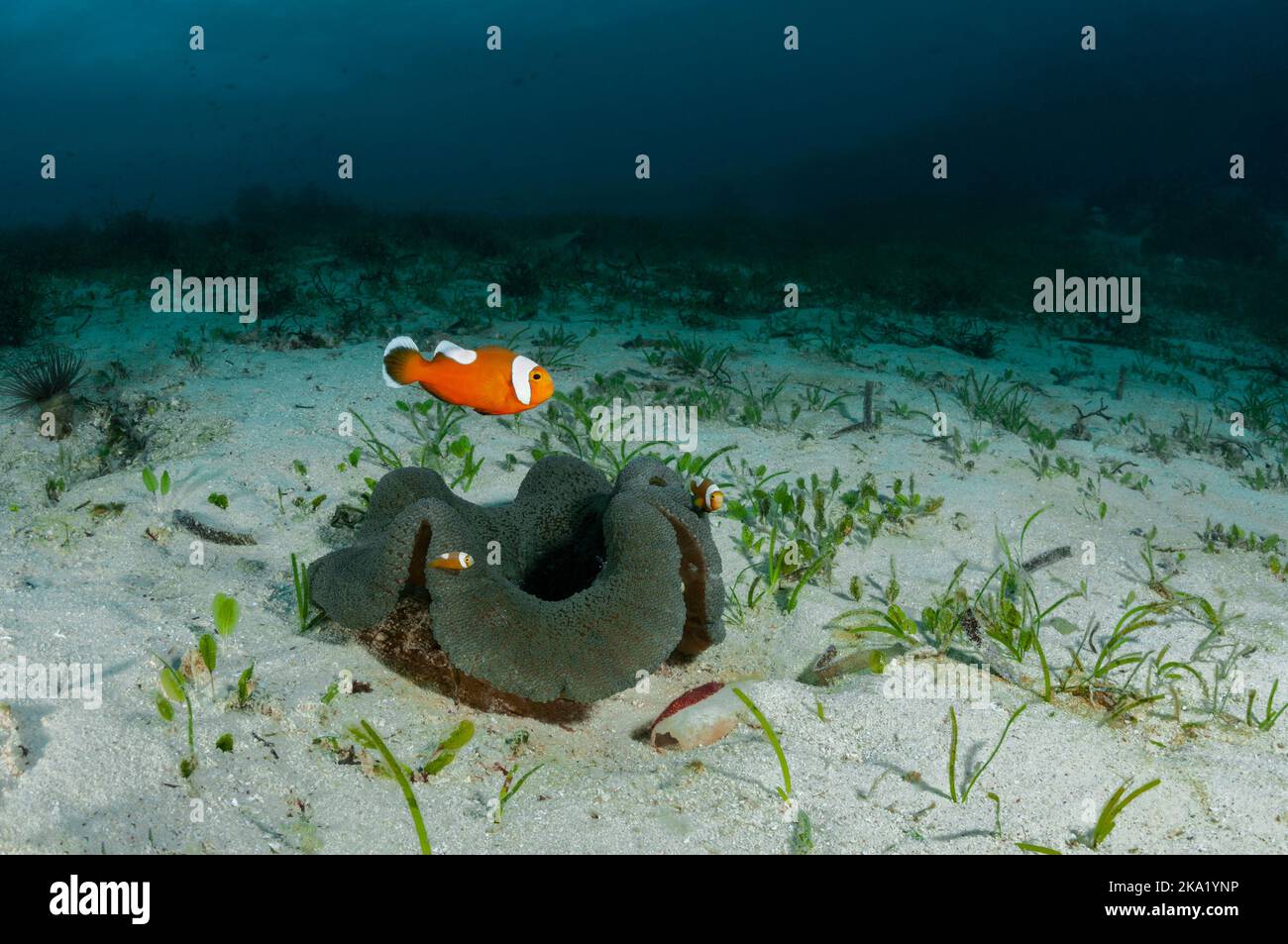 Saddleback-Anemonefische schützen ihren Rogen, der nahe an der Anemone auf einem Seeigel-Skelett, Balicasag, Philippinen, liegt Stockfoto