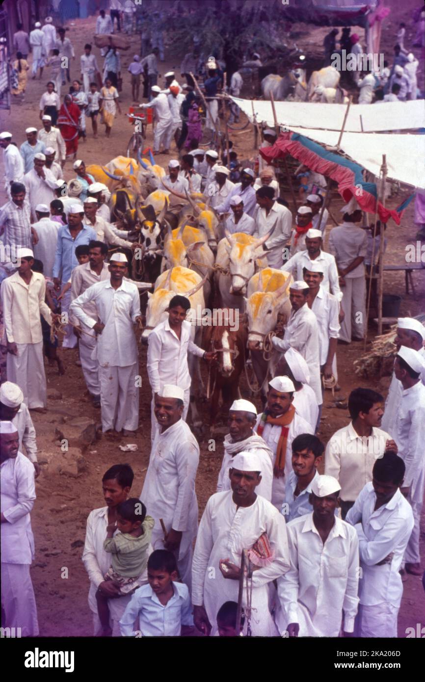 Bail Pola ist ein Dankfest, das von den Bauern in Maharashtra gefeiert wird, um die Bedeutung von Stieren und Ochsen anzuerkennen, die ein entscheidender Teil der Landwirtschaft und Landwirtschaft sind. Während der Pola arbeiten die Bauern ihre Bullen nicht auf dem Ackerland, zur Vorbereitung auf das Fest werden die Bullen gewaschen und mit Ölen massiert. Sie sind mit Schals, Glocken und Blumen geschmückt, ihre Hörner sind farbig und sie bekommen neue Zügel und Seile. Die geschmückten Stiere und Ochsen werden in einer Prozession zum Dorffeld begleitet von Musik und Tanz geführt. Stockfoto