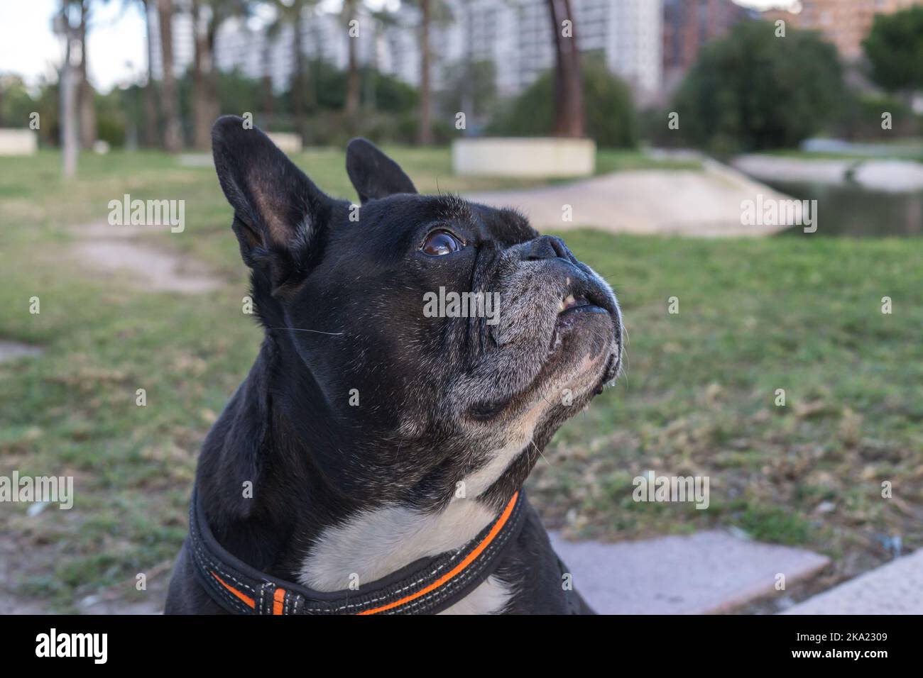 Schwarze französische Bulldogge, nachschlagen, um Essen oder etwas zu Essen bitten Stockfoto