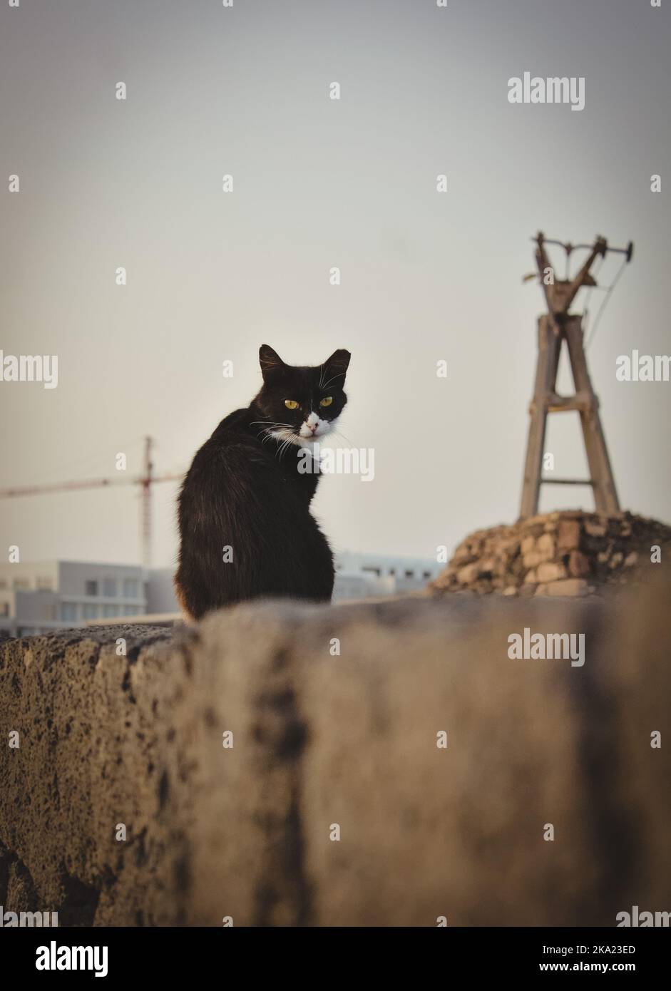 Katze auf Mauer Stockfoto