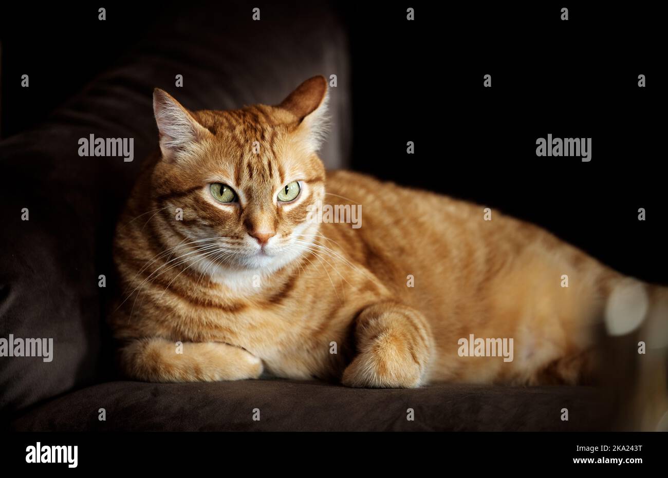 Orange Tabby geheimnisvolle Katze in der Dämmerung liegend ruhend Stockfoto