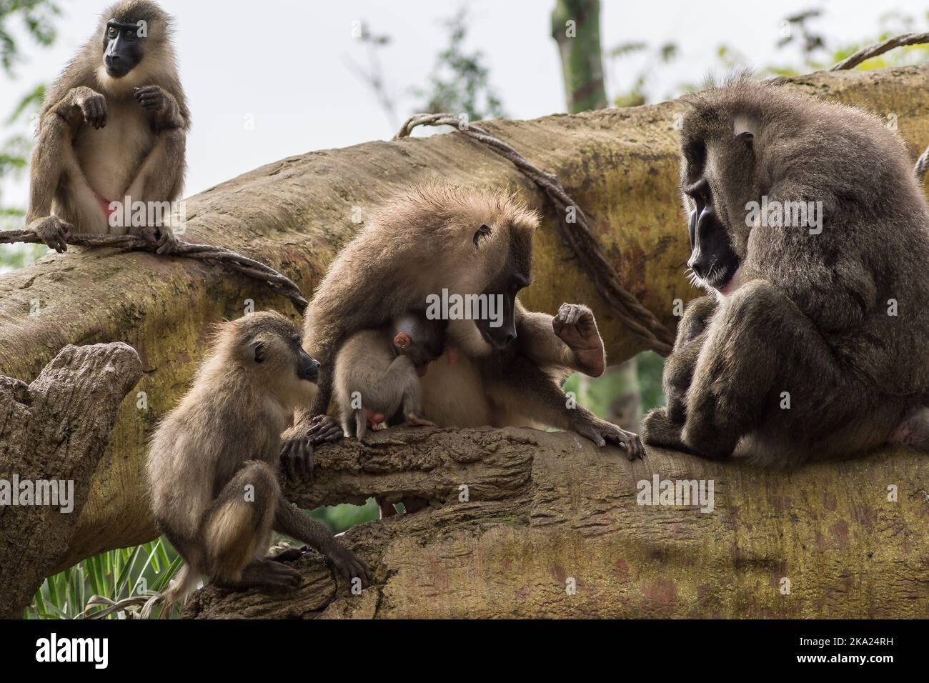 Bohrer Familie von Pavianen Dorn preening andere, Dril Mandrillus leucophaeus Cercopithecidae Stockfoto