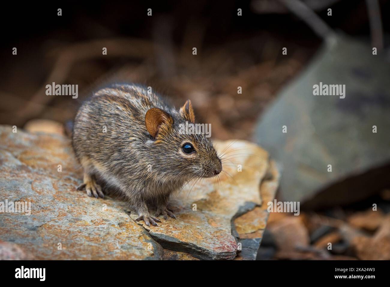 Viergestreifte Grasmaus oder viergestreifte Grasratte (Rhabdomys pumilio). Nordkap. Südafrika. Stockfoto
