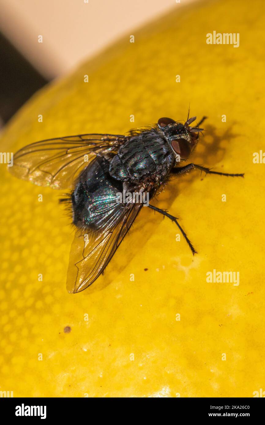 Calliphora vicina, Common Bluebottle Fly mit Kopierraum und natürlichem Hintergrund im Hochformat Stockfoto