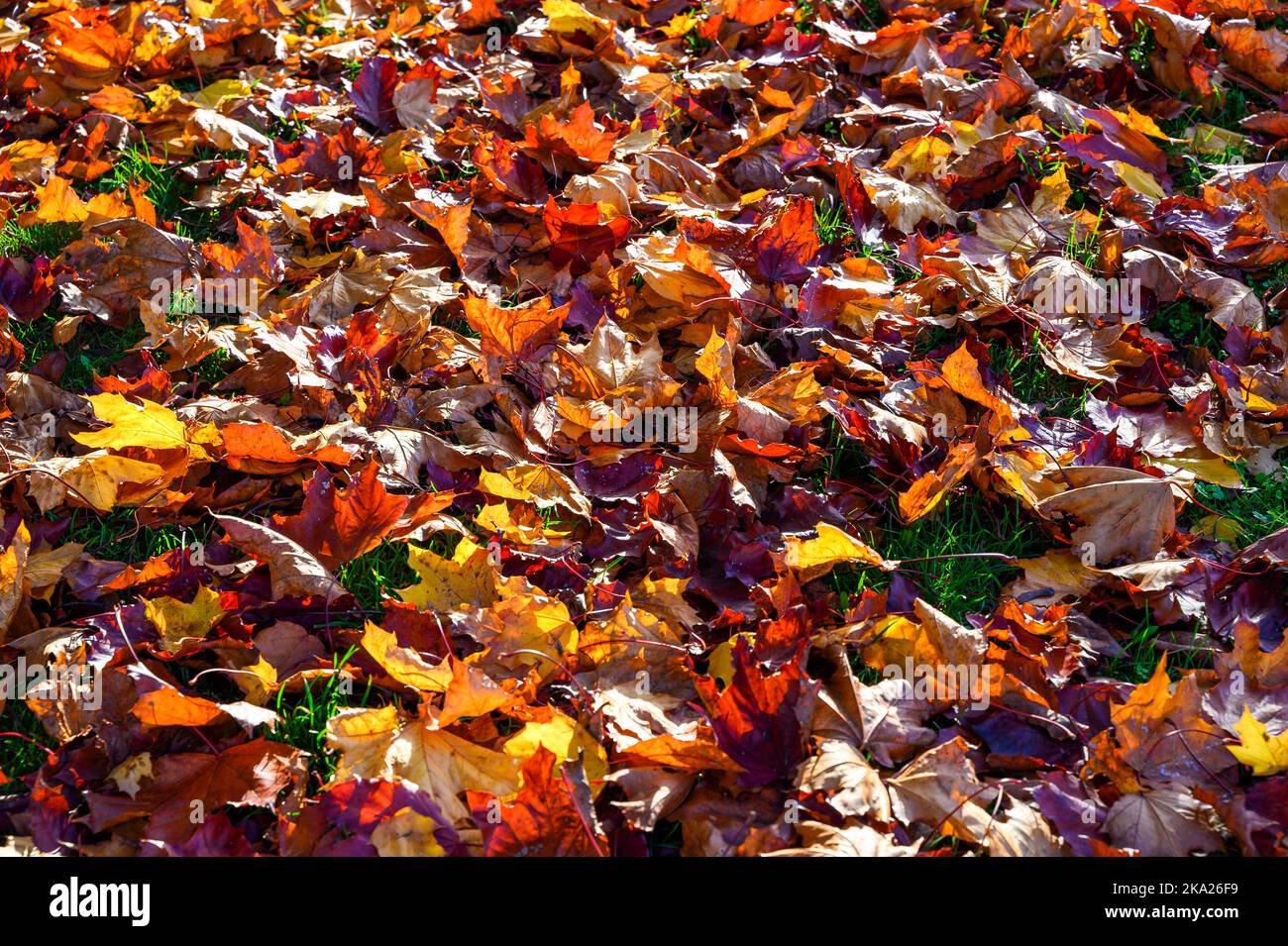 Details von bunten Herbstblättern, die von der Sonne erleuchtet werden. Stockfoto