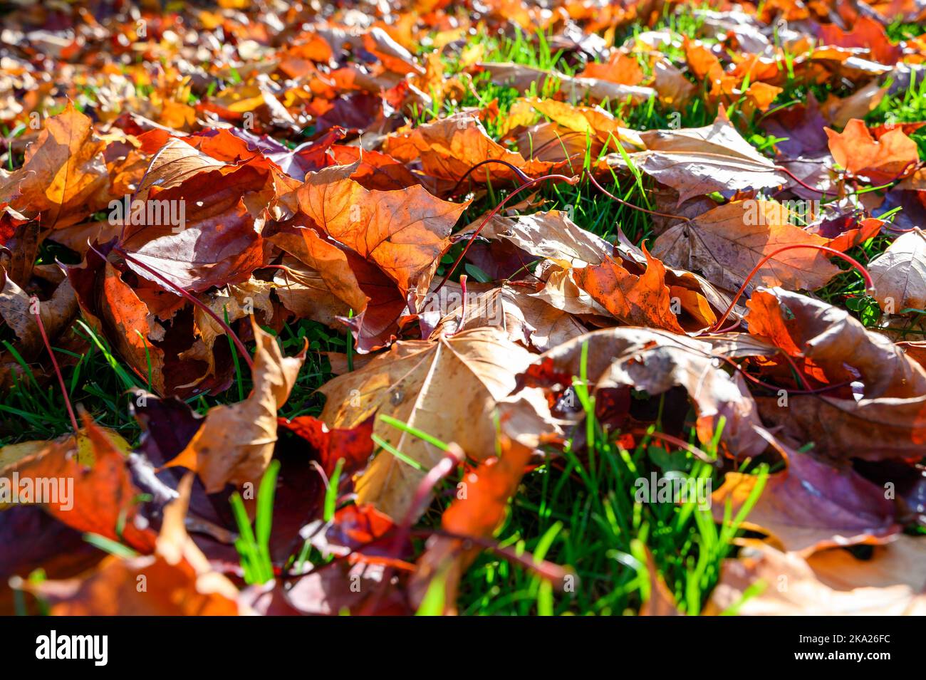Details von bunten Herbstblättern, die von der Sonne erleuchtet werden. Stockfoto