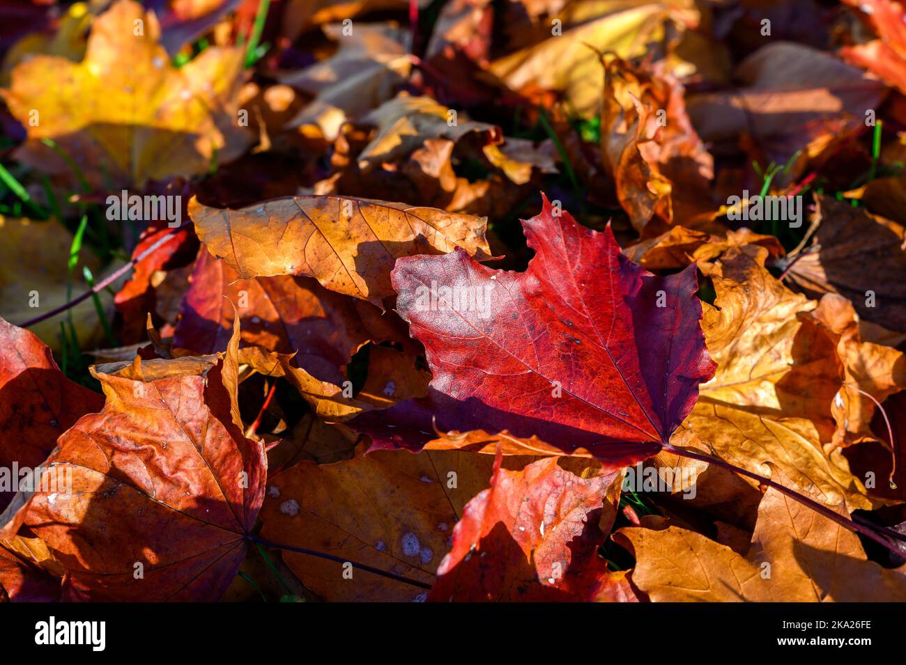 Details von bunten Herbstblättern, die von der Sonne erleuchtet werden. Stockfoto