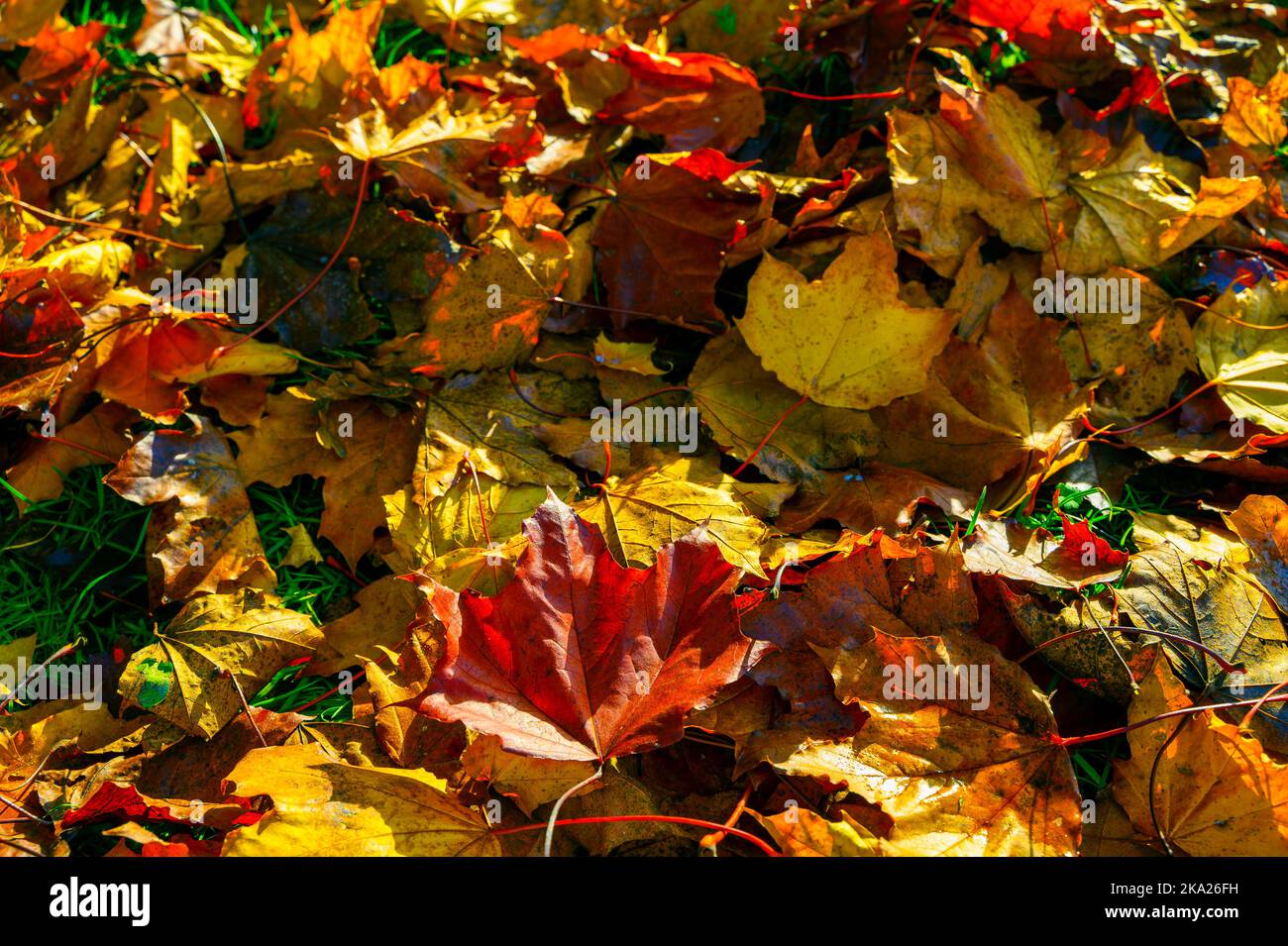 Details von bunten Herbstblättern, die von der Sonne erleuchtet werden. Stockfoto