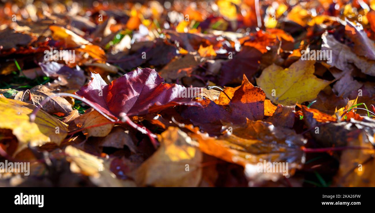 Details von bunten Herbstblättern, die von der Sonne erleuchtet werden. Stockfoto