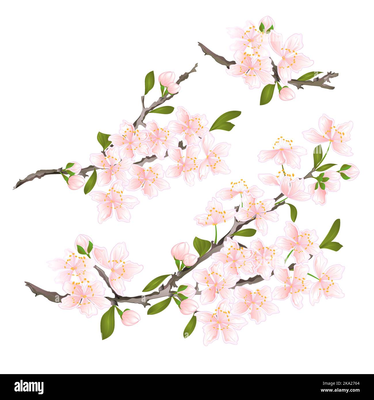 Sakura Kirsche Zweige rosa Blume mit Blättern auf einem weißen Hintergrund vintage Vektor Illustration editierbar Hand zeichnen Stock Vektor